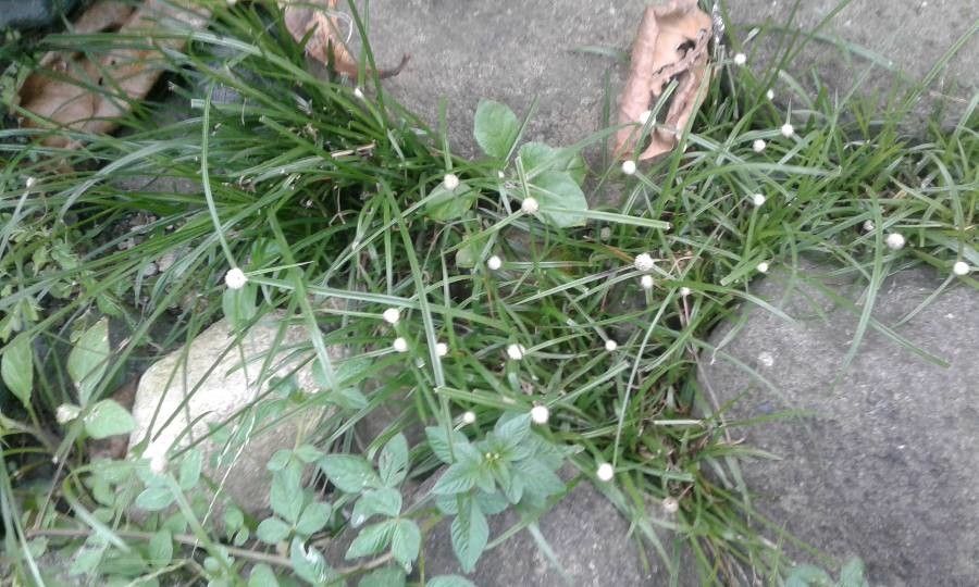 Cyperus brevifolius — search result for 'Cyperus'