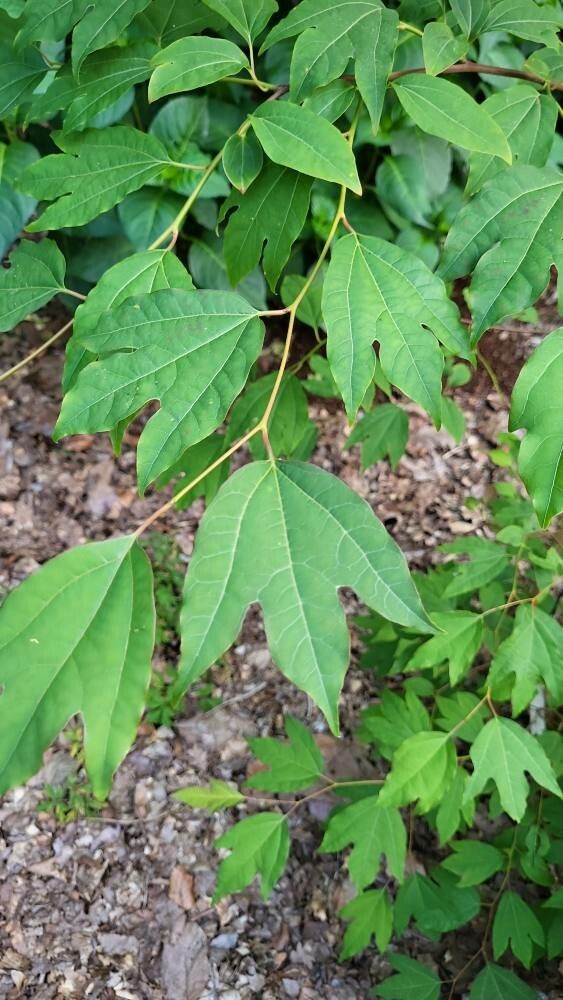 Lindera triloba — search result for 'Lindera'