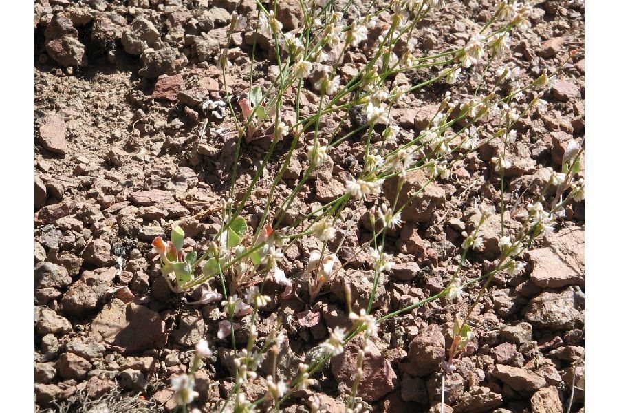 Eriogonum vimineum — search result for 'Eriogonum'