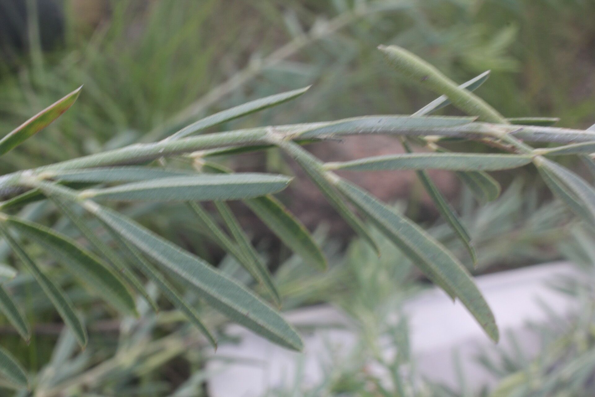 Indigofera lespedezioides — search result for 'Indigofera'