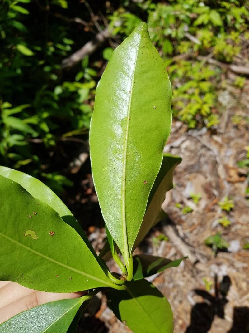 Ternstroemia multiovulata leaf