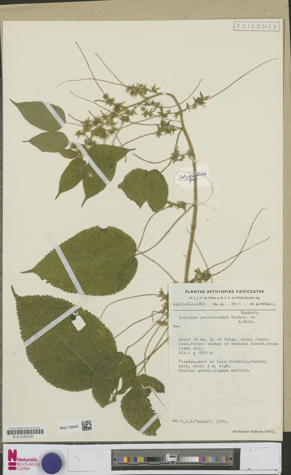 Acalypha psilostachya — houseplant care guide