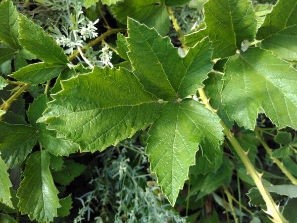 Rubus montanus