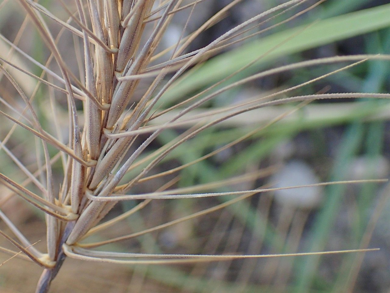 Taeniatherum caput-medusae fruit