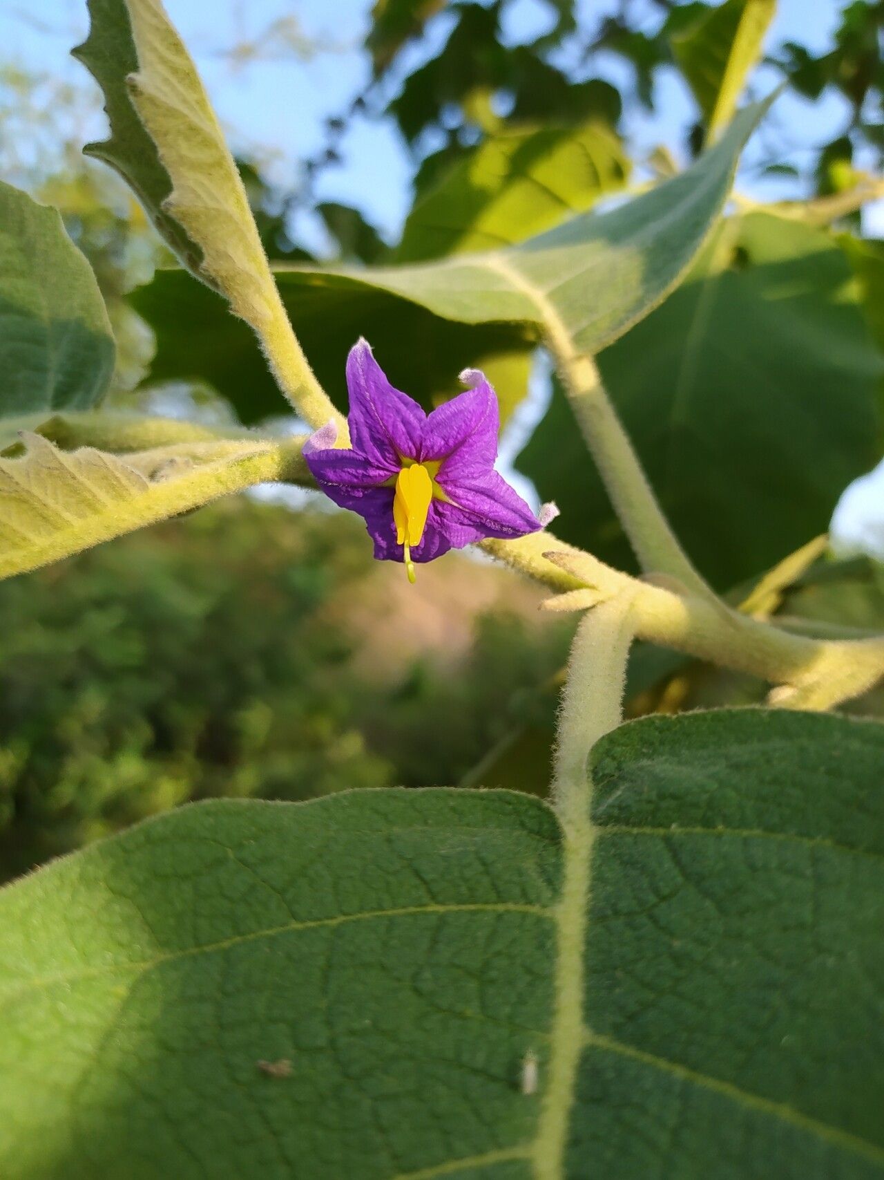 Solanum mitlense flower