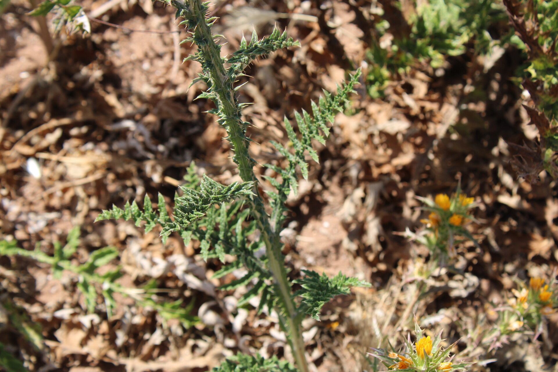 Onopordum dissectum bark