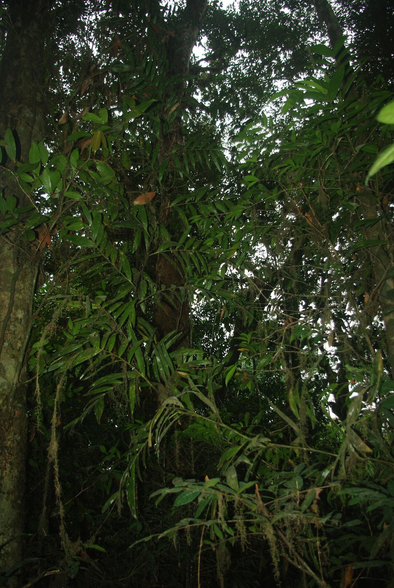 Eremospatha macrocarpa habit