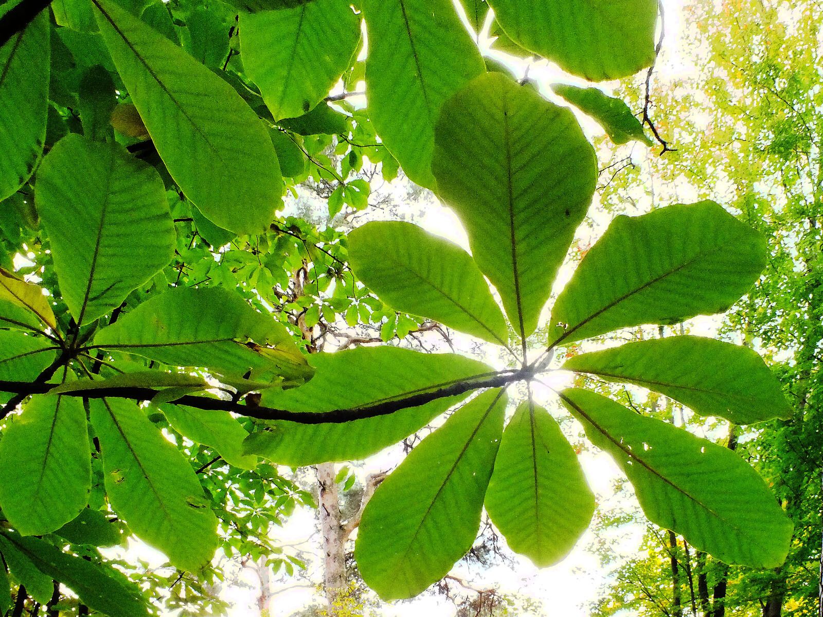 Magnolia obovata — search result for 'Magnolia'