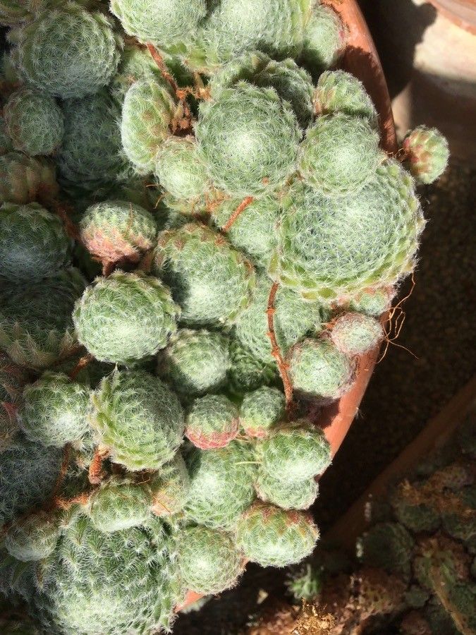 Sempervivum ciliosum — search result for 'Sempervivum'