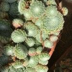 Sempervivum ciliosum