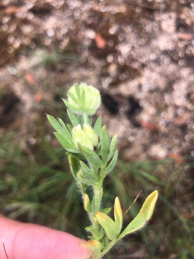 Hymenocarpos cornicinus — related species from the same genus