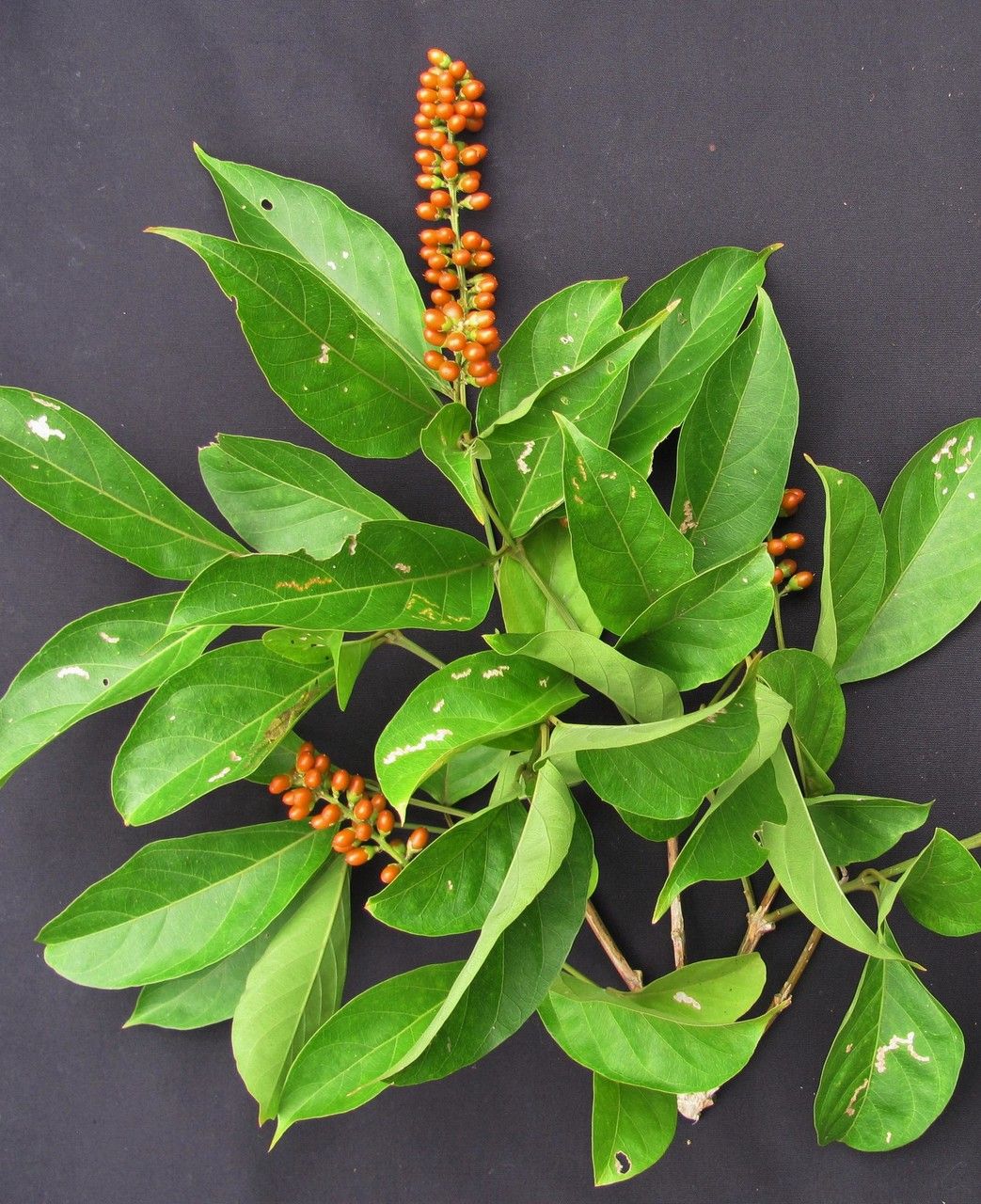 Citharexylum cooperi other