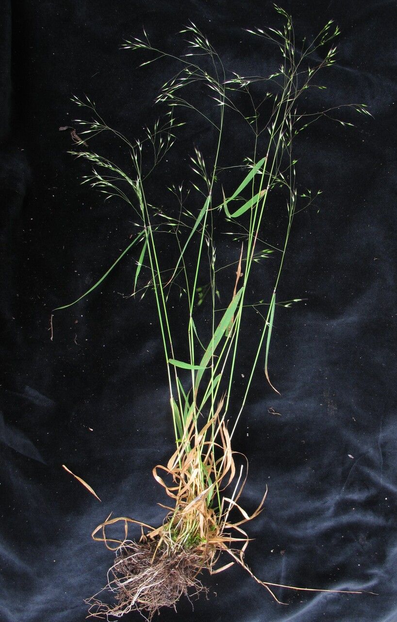 Calamagrostis filiformis — search result for 'Calamagrostis'