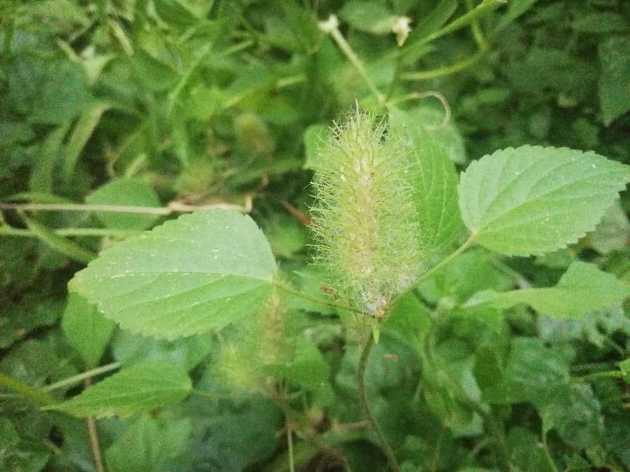 Acalypha alopecuroides leaf
