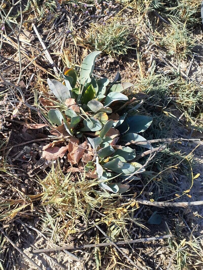 Limonium tournefortii — houseplant care guide