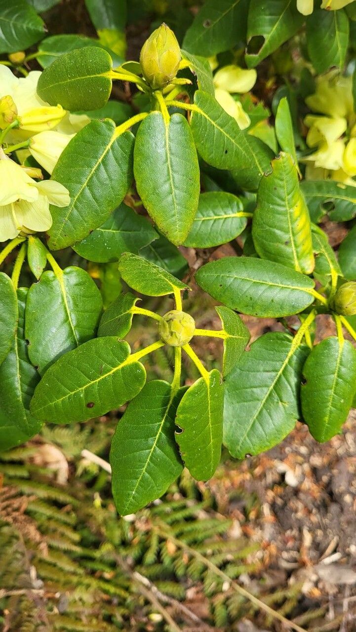 Rhododendron campylocarpum leaf