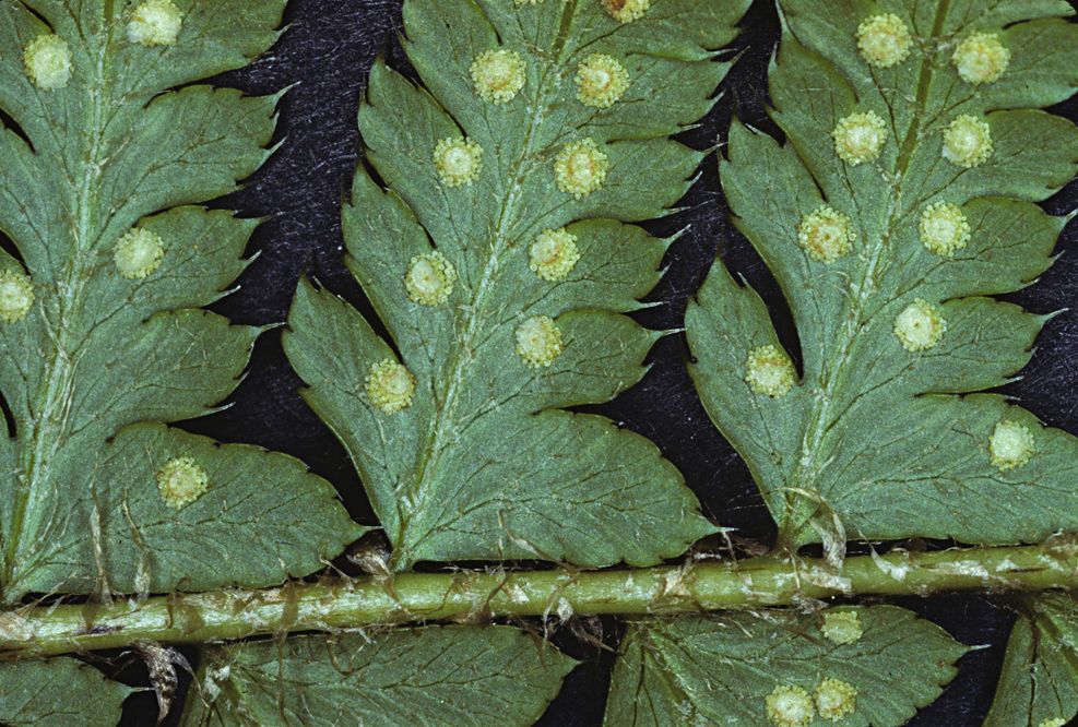 Polystichum andersonii leaf
