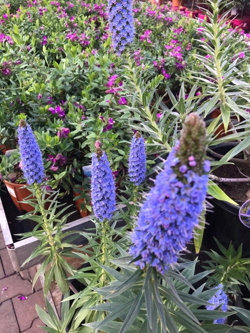 Echium webbii — search result for 'Echium'