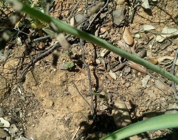 Leopoldia comosa bark