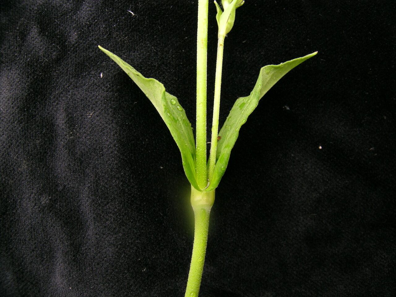 Silene khasiana bark