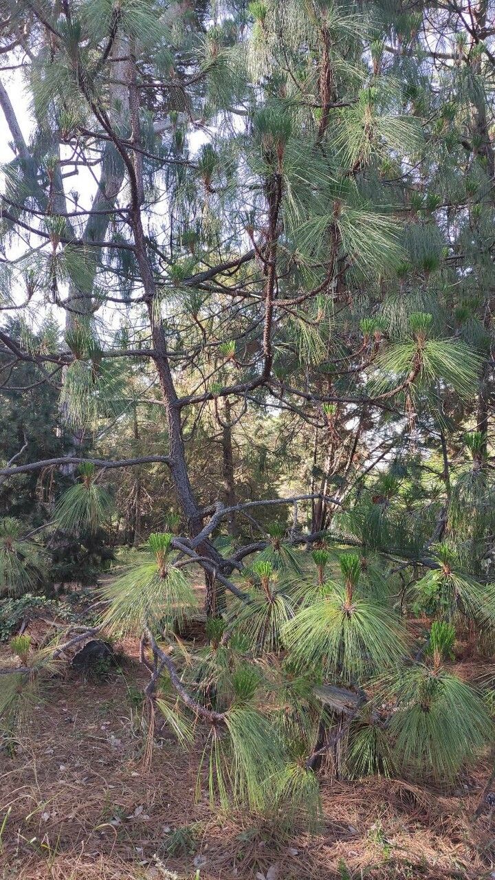Pinus montezumae habit