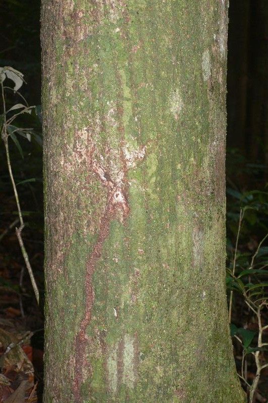 Pachira dolichocalyx bark