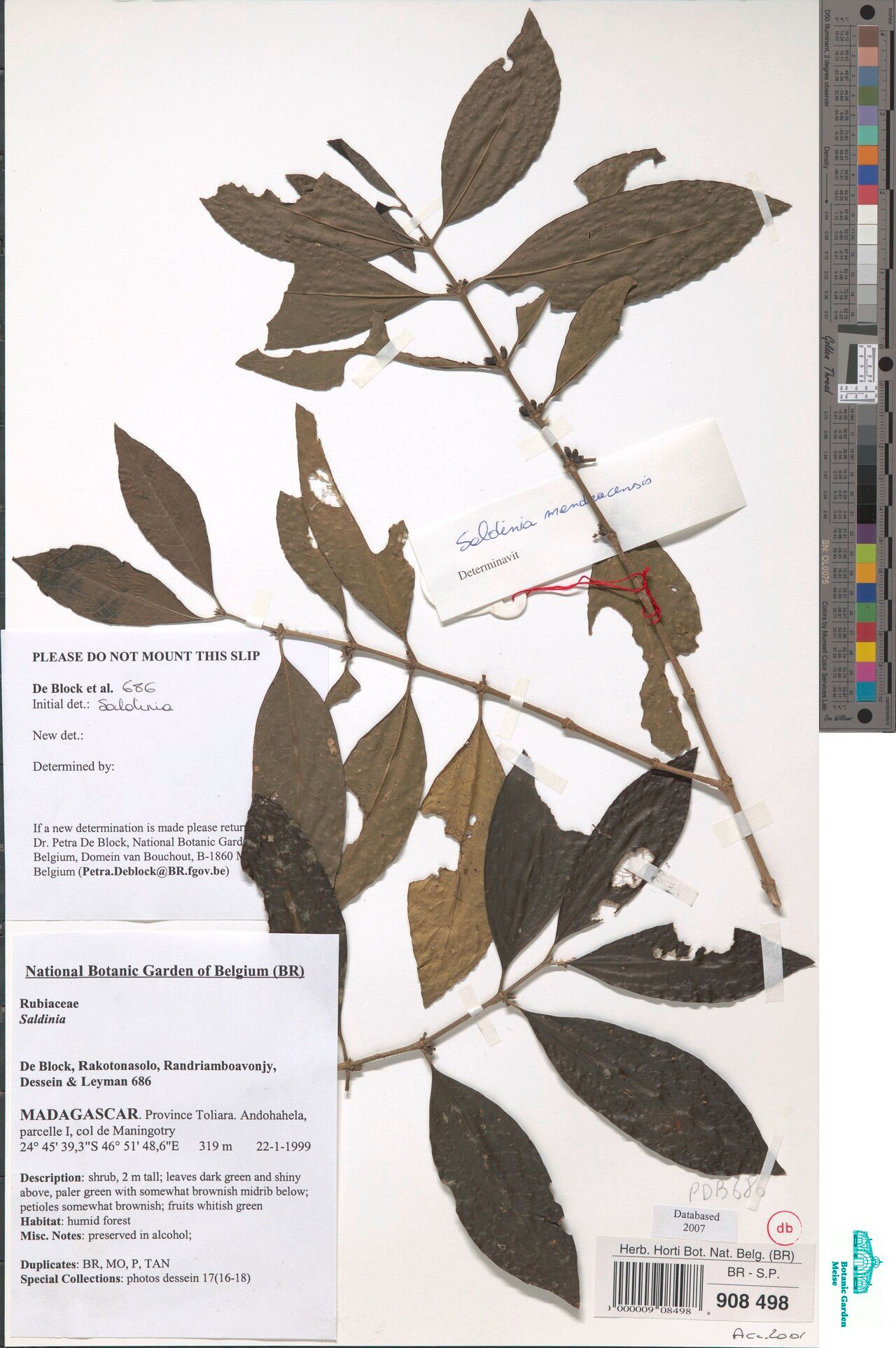 Saldinia mandracensis — houseplant care guide