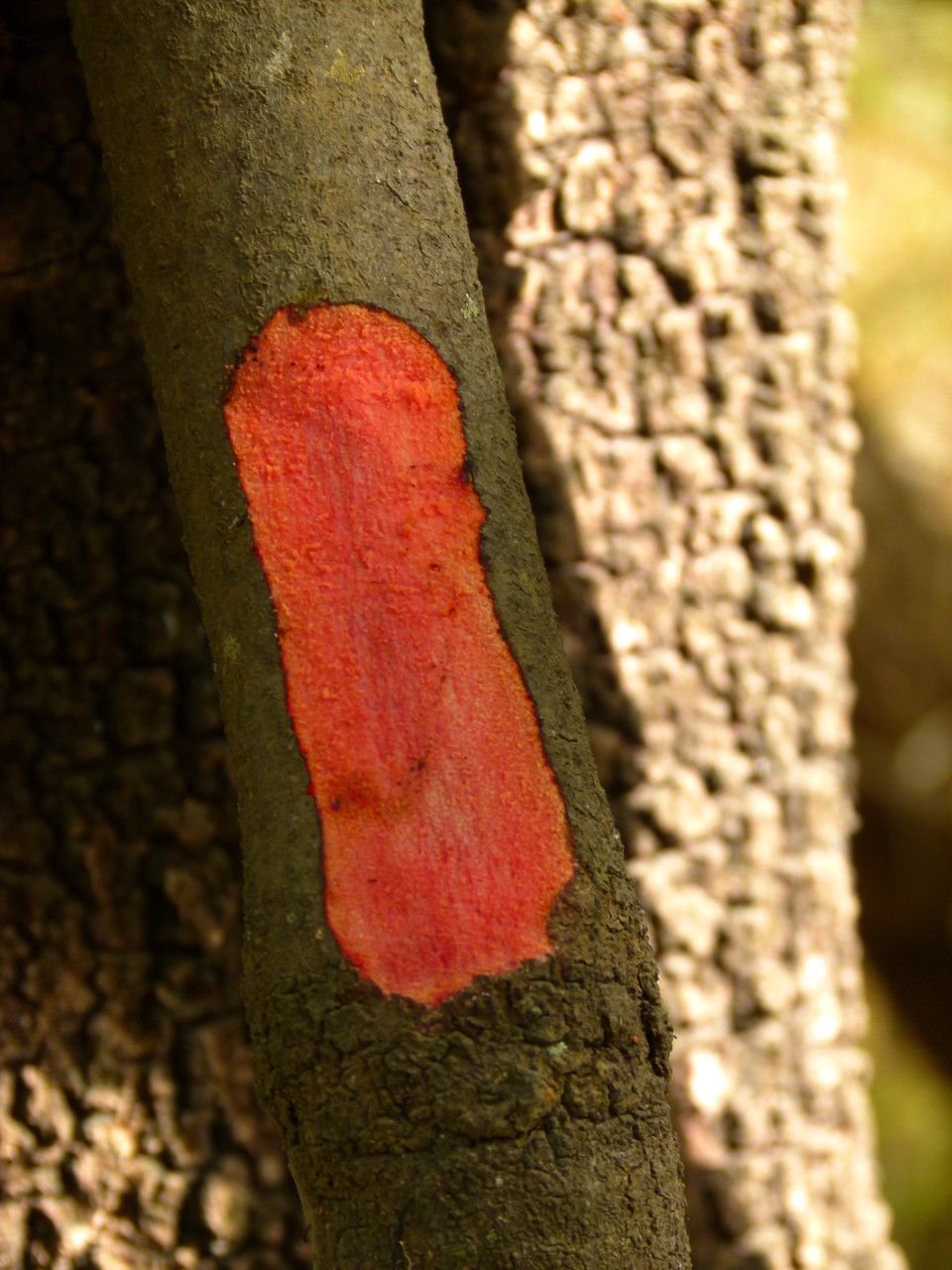Uapaca togoensis bark
