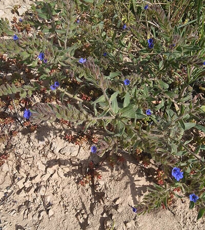 Alkanna tinctoria — search result for 'Boraginaceae'