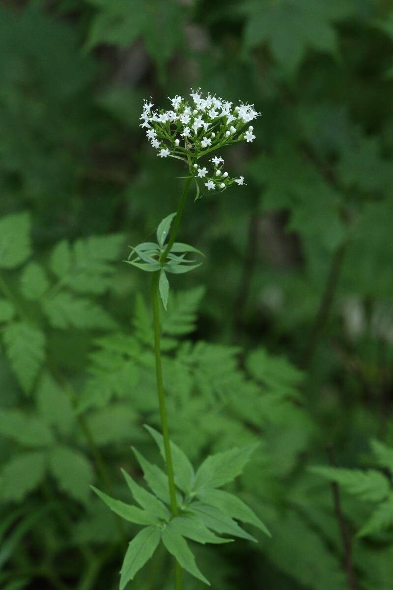 Valeriana fauriei flower