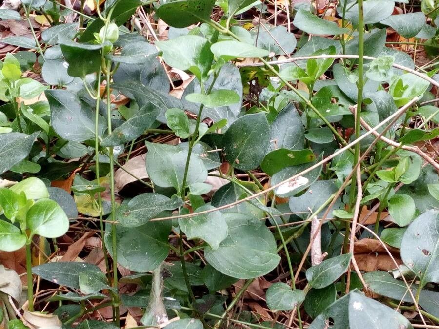 Cascabela thevetioides — search result for 'Thevetia'