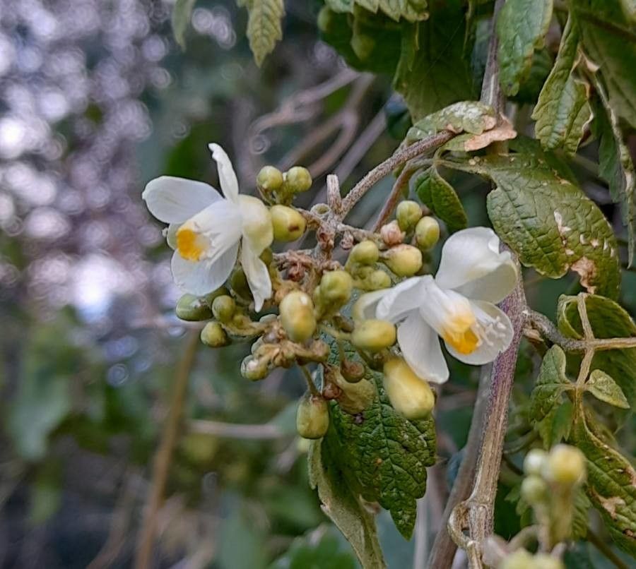 Cardiospermum grandiflorum flower