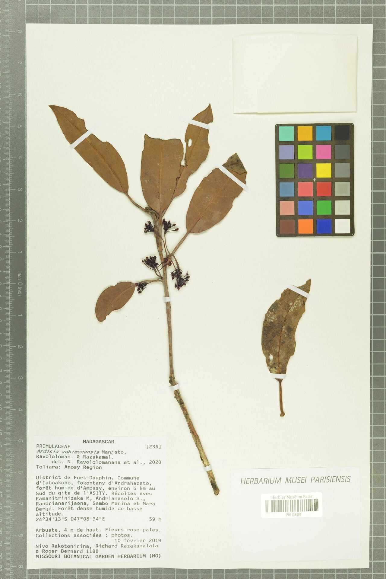 Ardisia vohimenensis — houseplant care guide