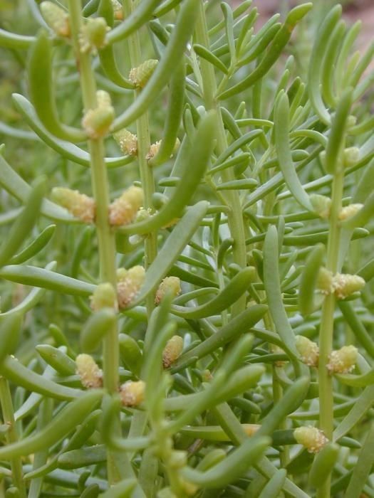 Batis maritima fruit