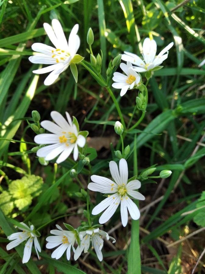 Rabelera holostea flower