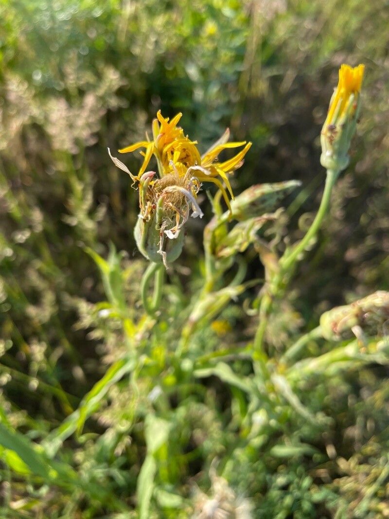 Tragopogon dasyrhynchus flower