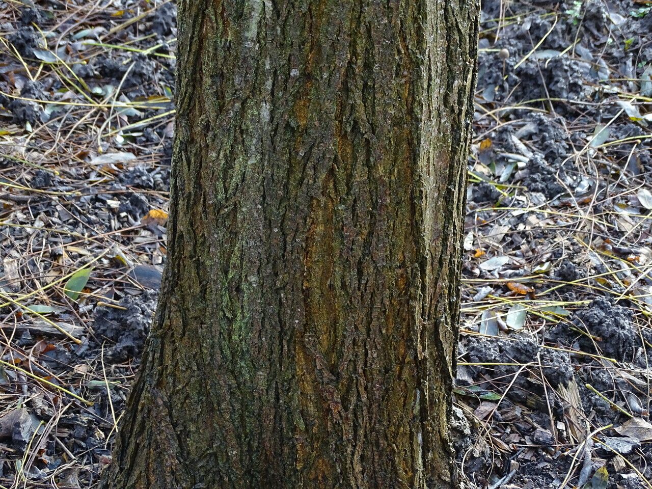 Robinia neomexicana bark