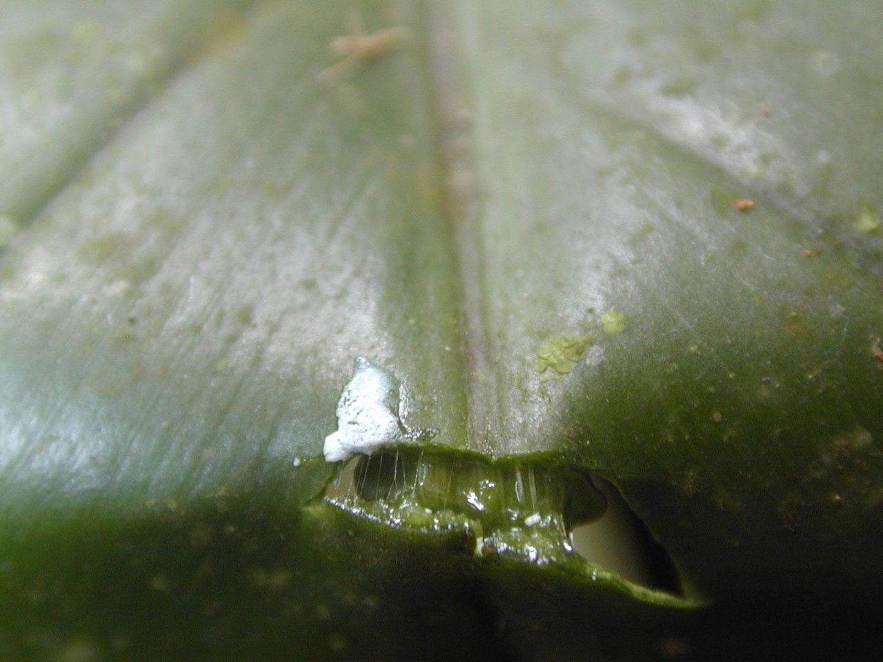 Philodendron cretosum bark