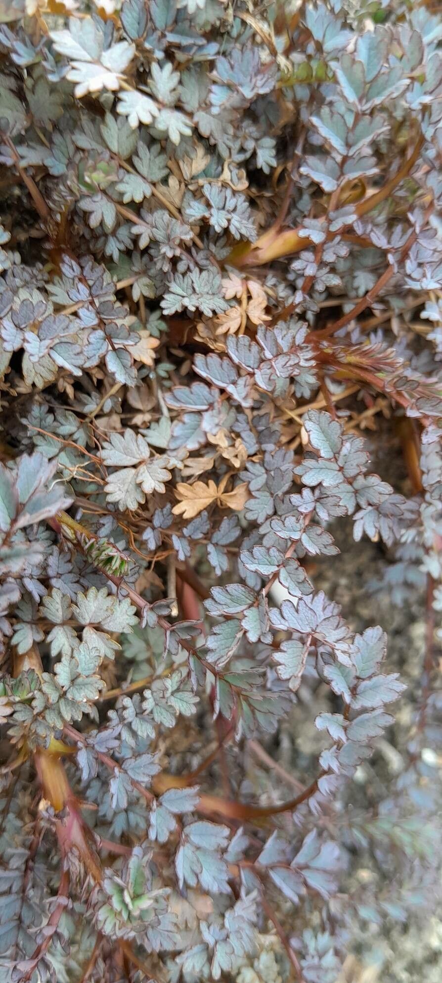 Acaena saccaticupula leaf