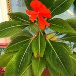 Impatiens walleriana