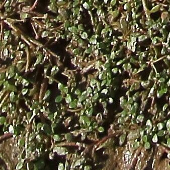 Elatine hexandra leaf