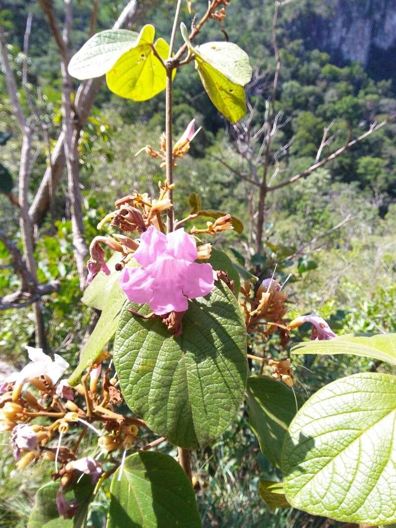 Fridericia cinnamomea other