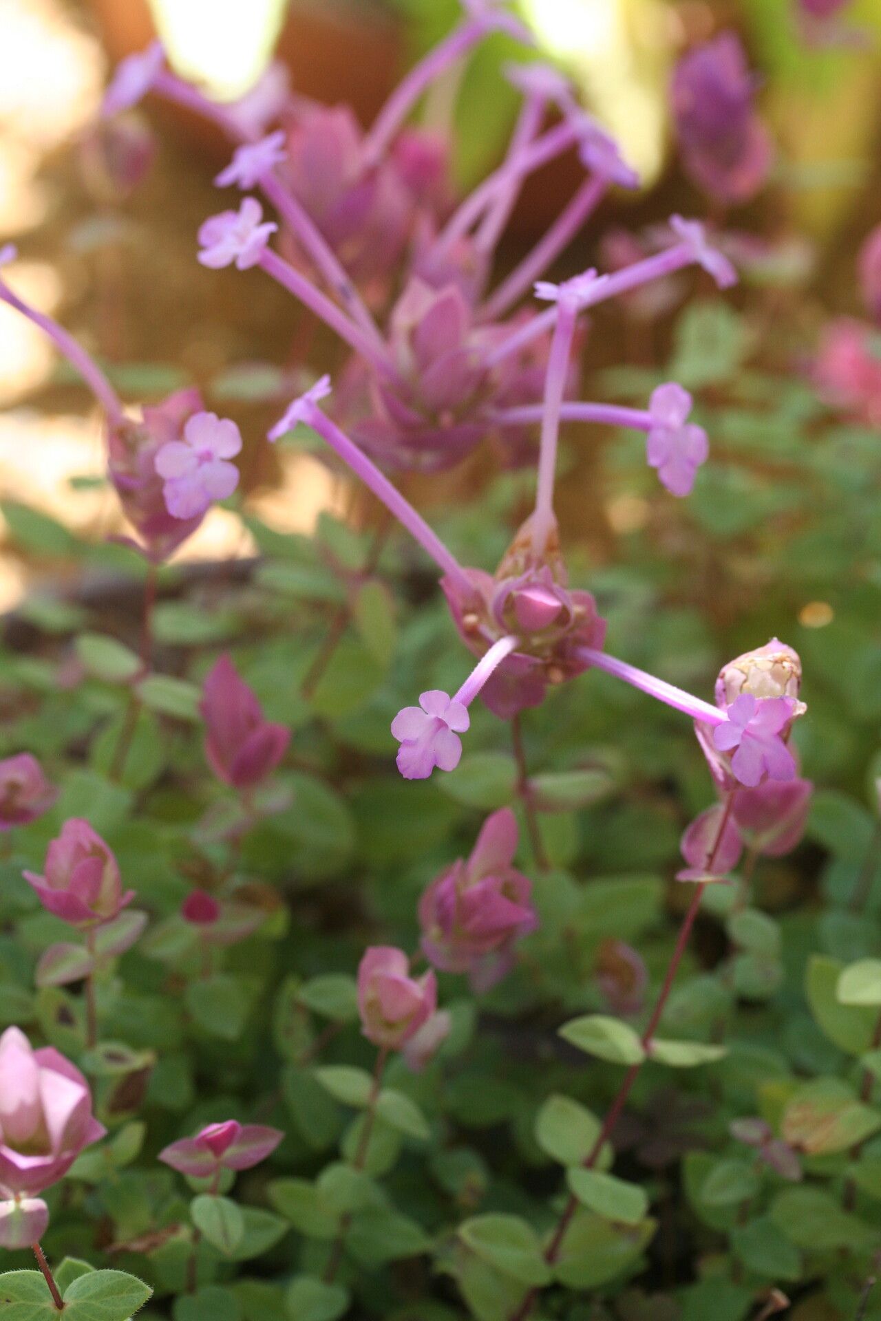 Origanum amanum flower