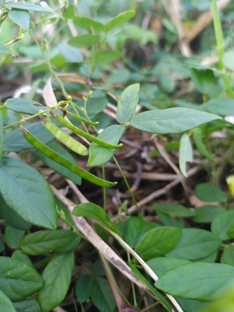 Teramnus labialis fruit