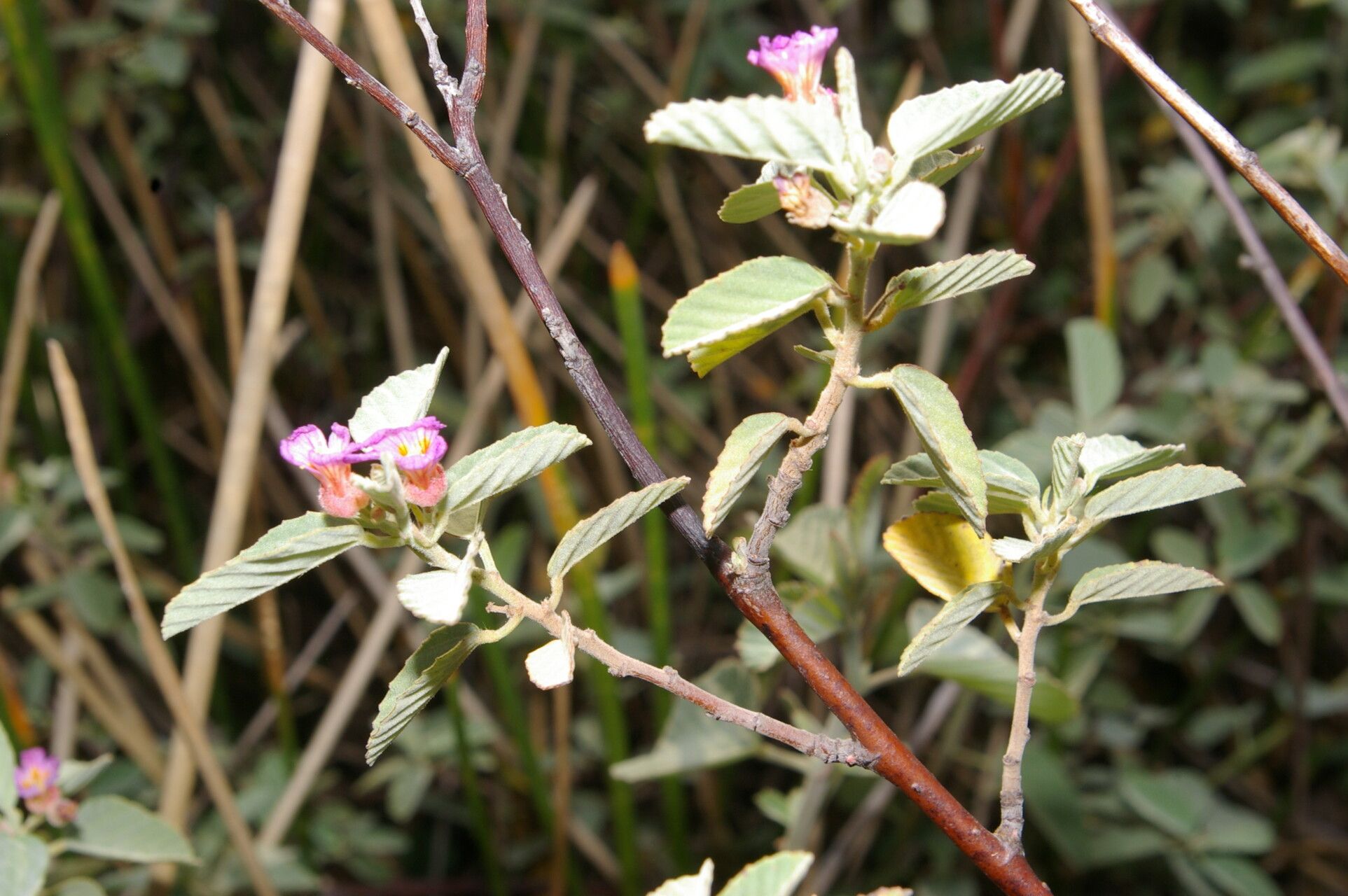 Melochia arenosa flower