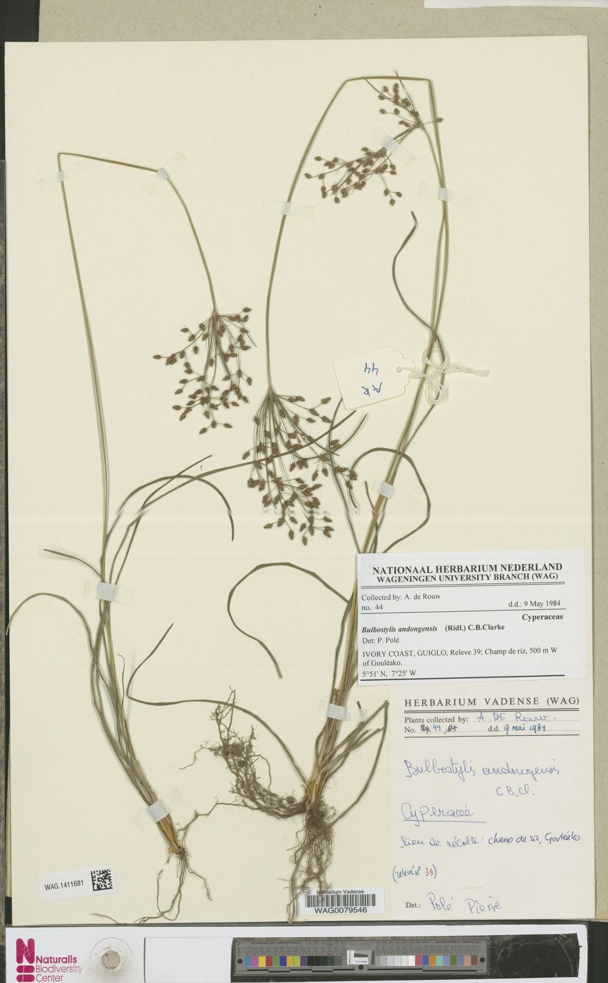 Bulbostylis andongensis — related species from the same genus