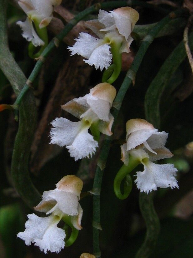 Microcoelia macrorrhynchia — houseplant care guide