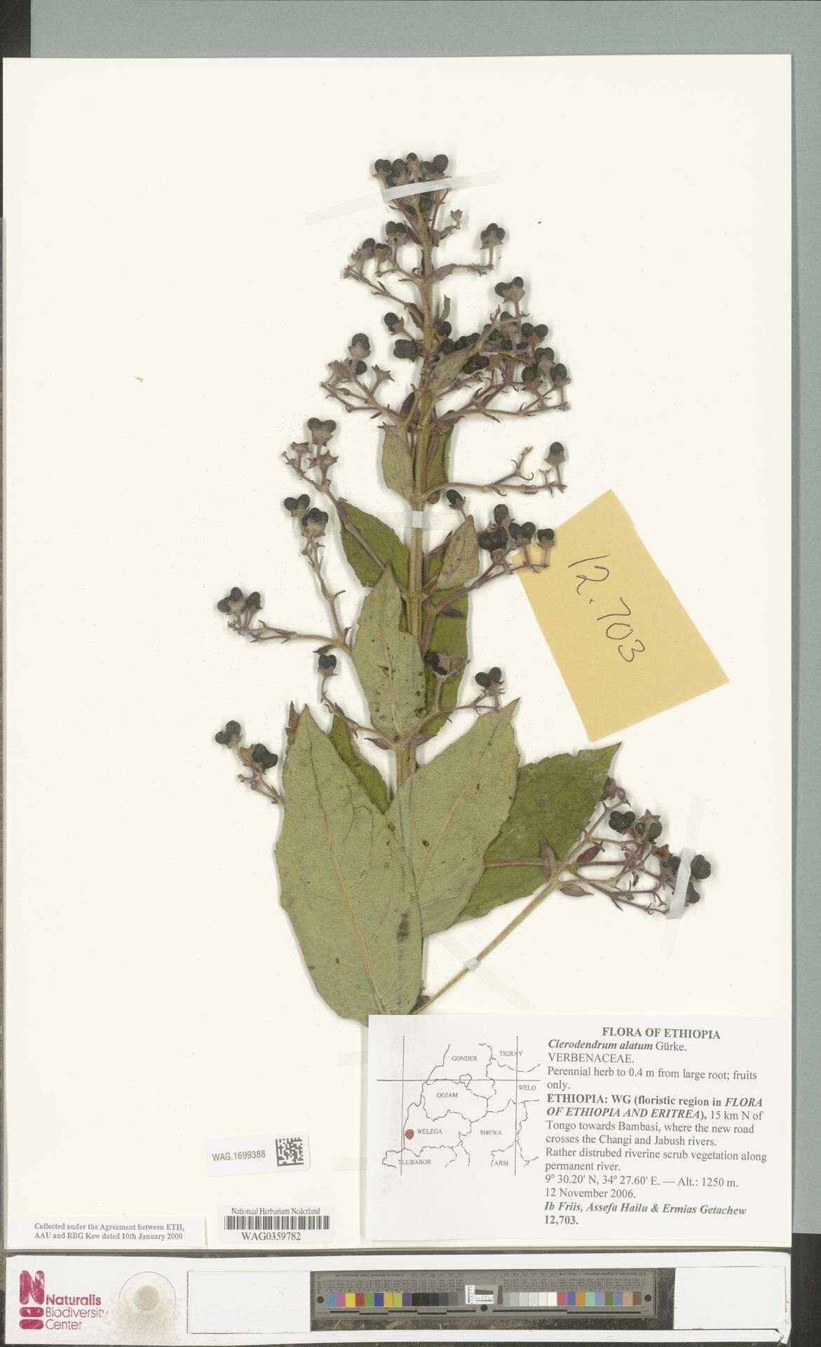 Rotheca alata — related species from the same genus