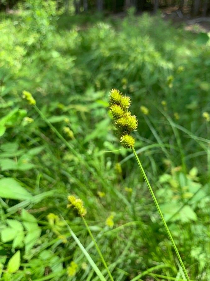 Carex albolutescens flower