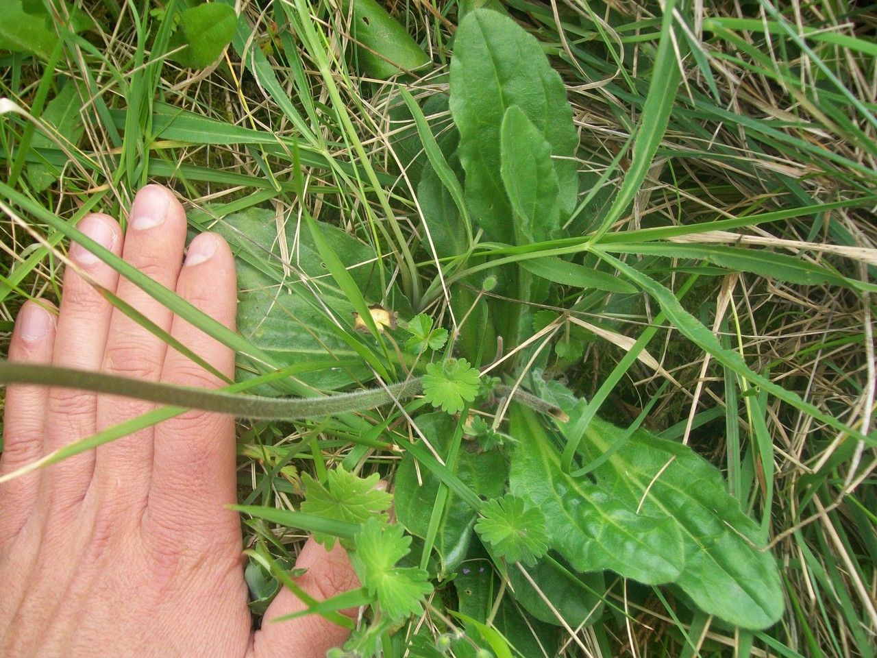 Bellis pappulosa habit